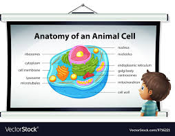 Chart Showing Anatomy Of Animal Cell