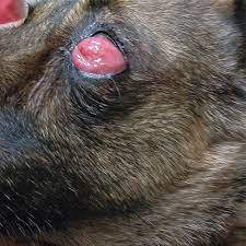 Maybe you would like to learn more about one of these? Conjunctivitis In Dogs Clinician S Brief