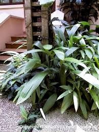 Image result for Curculigo