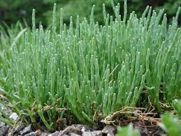 Seaweeds Of Alaska Beach Asparagus Edible Seaweed Wild Edibles Edible Plants