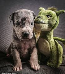 Maybe you would like to learn more about one of these? Adorable Photo Series Capture Great Dane Elliot As He Grows Up Trailing His Favourite Fluffy Toy Readsector