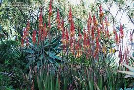 Image result for Aloe lutescens