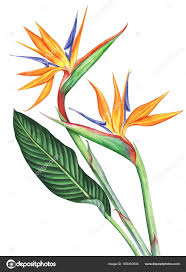 Acrylic Bird Of Paradise Flower Painting Pin On My Boards