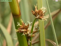 Image result for Cladium mariscus