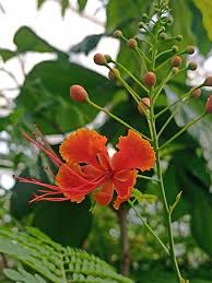 Image result for Caesalpinia rostrata