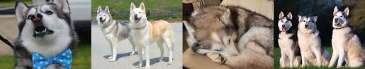 Most shelters have an application to make sure you are the right fit for. Siberian Husky Welfare Association Husky Rescue Shwa Uk