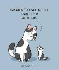 Pin By Colleen Carey On Lingvistov Cat Quotes Funny Cat Jokes Cat Quotes