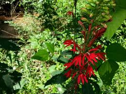 Image result for Lobelia chireensis