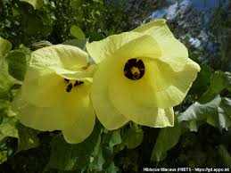 La cuisine est affaire de transmission, le souvenir d'enfance tient la plus grande place dans. Hibiscus Tiliaceus Hibti Photos Eppo Global Database