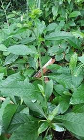 Image result for Elephantopus