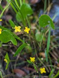 Image result for Utricularia subulata