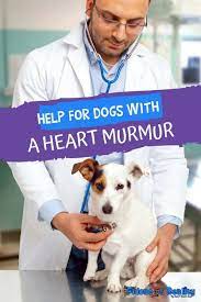 Help For Dogs With A Heart Murmur Fidose Of Reality