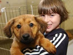 Love is in the air as pets find homes at 'Puppy Palooza'