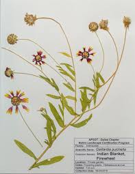 Image result for Bonatea pulchella