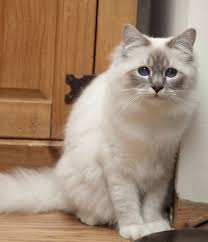 Pictures Of Birman Cat Breed Cat Breeds Birman Cat Breeds Birman Cat