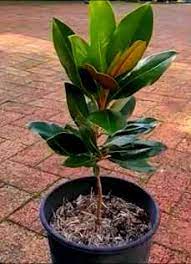 You can propagate southern magnolia by seed, cuttings taken in the summer, or from grafting. How To Grow Magnolias In Containers