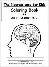 Biology Science Coloring Sheets Printable Brain Nervous System Neuroscience Science Worksheets