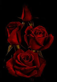 Pin By Ilknur Aydin On Rouge Et Vert Rose Flower Wallpaper Beautiful Rose Flowers Love Rose Flower