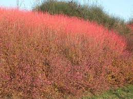 Tiny flowers are borne in dense clusters, sometimes with showy bracts. Cornus Sanguinea Midwinter Fire