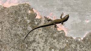 A guide to reptilian yard. How To Get Rid Of Lizards And Keep Them Away Permanently