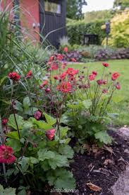 Geum Rivale Flames Of Passion Almbacken Tradgardsdesign Pflanzen Garten Blumen