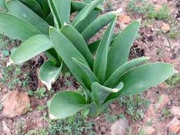 Image result for Drimia