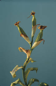 Image result for Disa fragrans