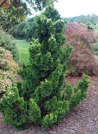 Image result for Shirakiopsis elliptica