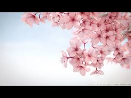 Kyoto Flowers By Mogcaiz On Deviantart Flower Wallpaper Sakura Flower Laptop Wallpaper Desktop Wallpapers
