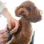 Nail Trim Saturday (3rd Saturday every month)