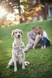 Wedding Pictures With Dogs Ideas Save The Date Photos Dog Wedding Pre Wedding Photoshoot