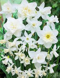 Love Daffodils But Want Something Different Than The Tradition Yellow Add Dazzling White Daffodils To Your Sprin Narcissus Flower Bulb Flowers White Daffodil
