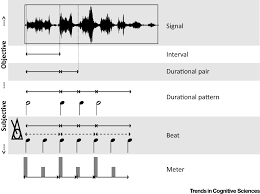 The second level of classification for meters is how many beats there are in a measure. The Evolution Of Rhythm Processing Trends In Cognitive Sciences
