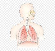 Respiratory system without labels human respiratory system. Smoking Weed With Asthma Respiratory System Without Label Hd Png Download Vhv