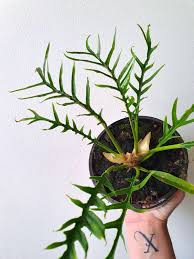 Philodendron Tortum Verdant Dwellings In 2020 Philodendron Plants Indoor Plants