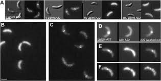 3568c/2013 privind stabilirea datei punerii in functiune a tribunalului specializat bucuresti oug. Mreb Actin Mediated Segregation Of A Specific Region Of A Bacterial Chromosome Sciencedirect