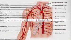 Artery is a blood vessel carrying blood away from the heart. Veins And Arteries Of The Upper Human Body Tutorial Youtube