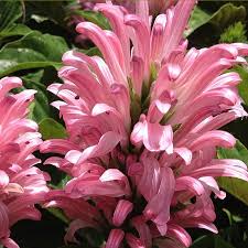 Image result for Justicia striolata