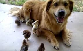 Lovable Coyote Golden Retriever Mix Gleefully Adopts Abandoned Baby Chickens