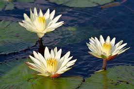 Image result for Nymphaea