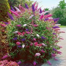 Atlanta gmbh | 22 followers on linkedin. Schmetterlingsflieder Tricolor Buddleja Davidii Kaufen Ahrens Sieberz Pflanzenversand Gartenbedarf