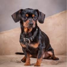 Usa los angeles, ca, usa. Chiweenie Puppies For Sale Available In Phoenix Tucson Az