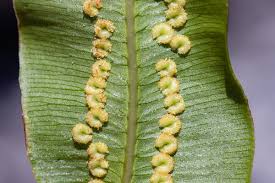 Image result for Oleandra distenta