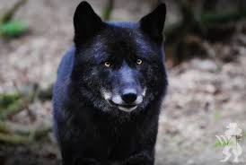 Maybe you would like to learn more about one of these? Koda Wolves Fanfiction Wiki Fandom