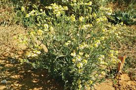 Image result for Senecio latifolius