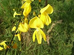 Image result for Genista