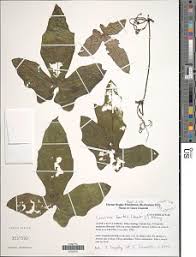 Image result for Coccinia barteri