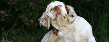 American water spaniel, springer spaniel, or field spaniel Clumber Spaniel Club Of America