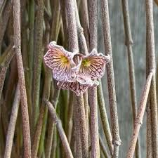 Image result for Cynanchum