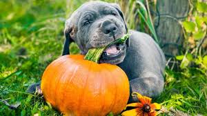 Discover which pet health insurance plans are worth it to save money on dog surgery, cat vaccinations, pet medication and more we may earn commission from links on this page, but we only recommend products we back. Pumpkin For Pets Petpartners Pet Insurance